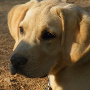 Photograph of our very own Mickey, illustrating that our email reminder app and text reminder app can remind you about important todos for your pet